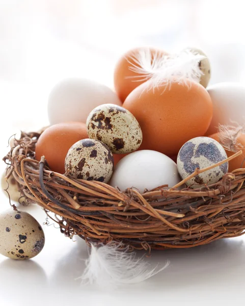Uova in un nido su sfondo bianco — Foto Stock
