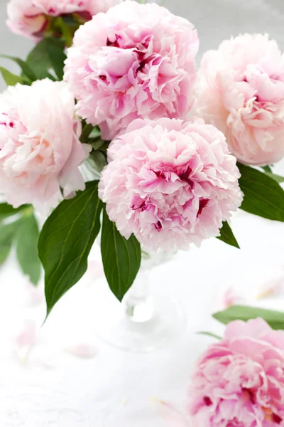 Beautiful pink peony — Stock Photo, Image