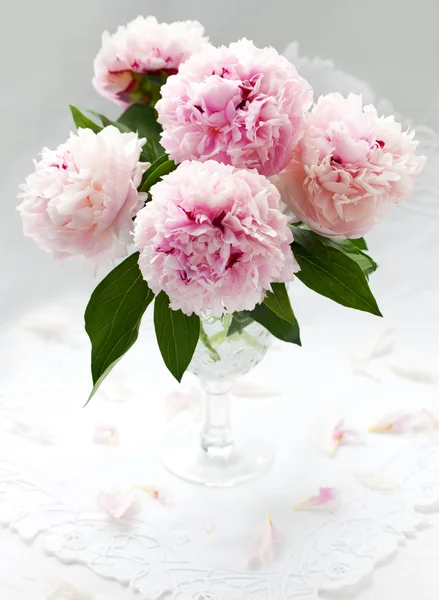 Mooie roze pioenroos — Stockfoto