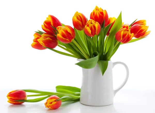 stock image Red tulips on white background