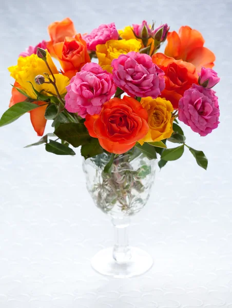 Rose multicolori — Foto Stock