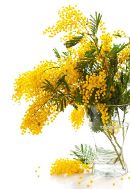 Mimosa clipart