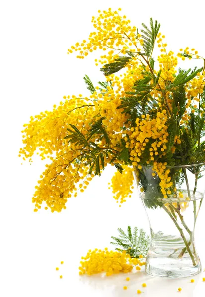 Mimosa Background Pictures Mimosa Background Stock Photos Images Depositphotos