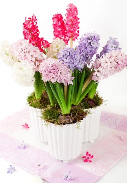 Hiacintos em vasos de flores — Fotografia de Stock