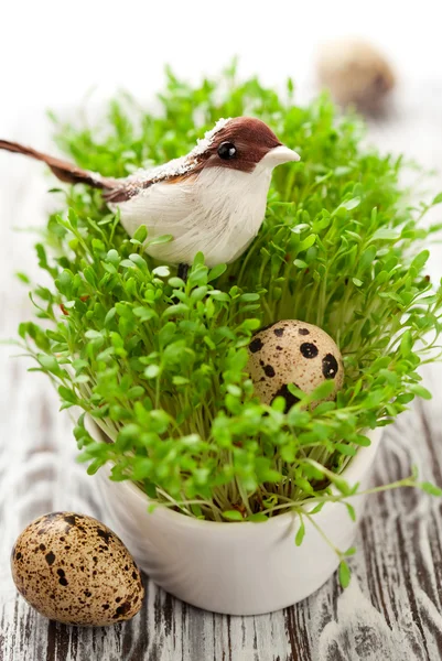鸟类和水芹卵 — 图库照片