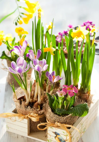 Kolorowe, wiosenne kwiaty — Zdjęcie stockowe