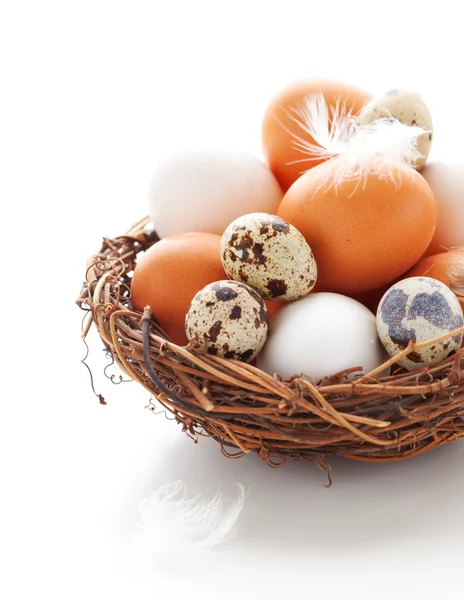 Eggs in a nest on a white background — Stock Photo, Image