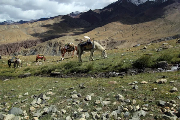 아름 다운 산 풍경에서 트레킹 말의 그룹 — 스톡 사진