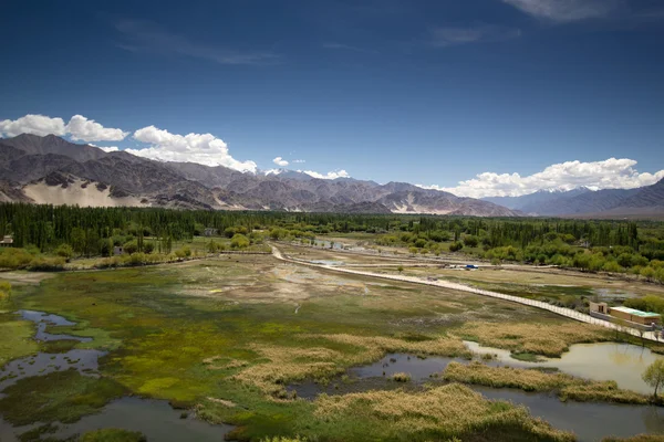 레, 북쪽 인도에서 아름 다운 녹색 습지 풍경 — 스톡 사진