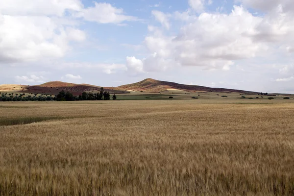 Wheat landscape, Morocco — Stock Photo, Image