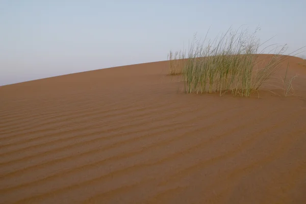 Sand dune grass — Stock Photo, Image