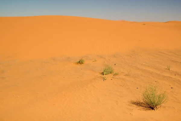Deserto con cespugli verdi — Foto Stock