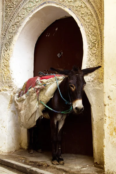 Ослик у старою Медіни, Марокко — стокове фото