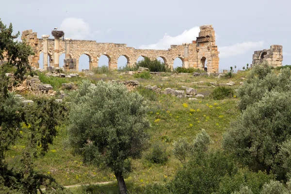 Gamla romerska kolonner och citry entré med stork, volubilis, mor — Stockfoto