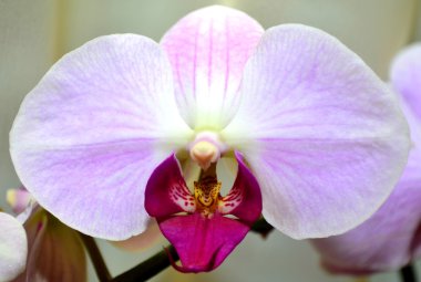 Beyaz-pembe orkide çiçek