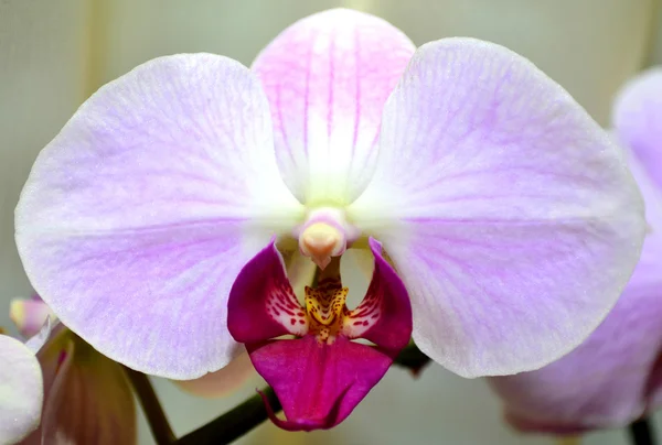 stock image White-pink orchid flower