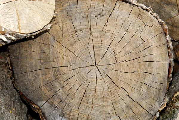 Corte frontal de tronco viejo —  Fotos de Stock