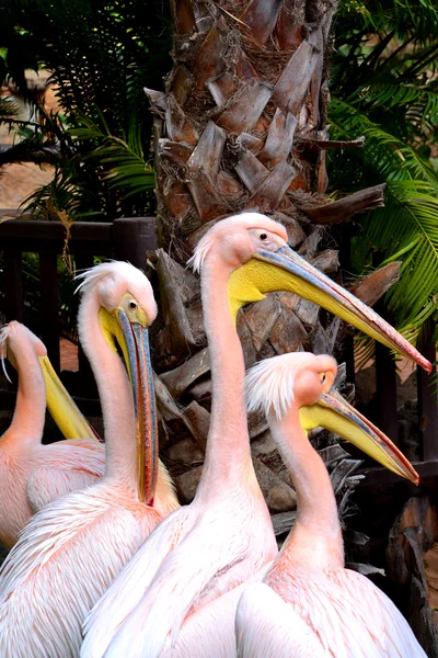 Stock image Pink pelicans