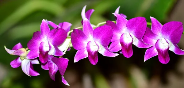 Орхідеї — стокове фото