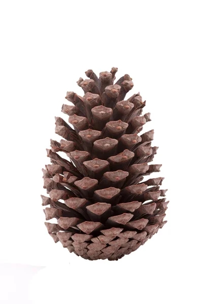 Cone de floresta — Fotografia de Stock