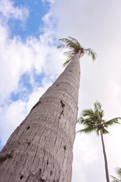 Palm yüksekliği — Stok fotoğraf