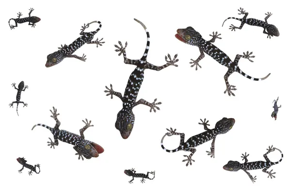 Tropische gecko instellen — Stockfoto