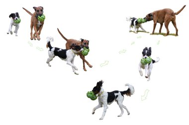 Playing Dogs clipart