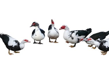 Muscovy Ducks clipart