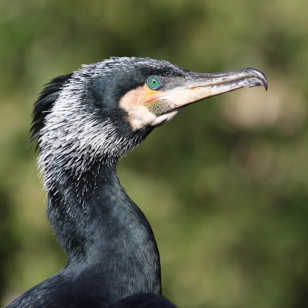 stock image Cormorant