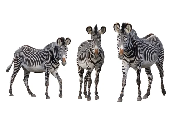 Grévy-zebror — Stockfoto