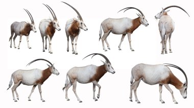 Scimitar Oryx clipart