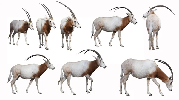 Scimitar Oryx — Zdjęcie stockowe