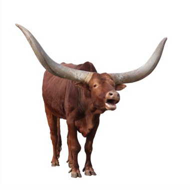 Lowing Watusi Cattle clipart