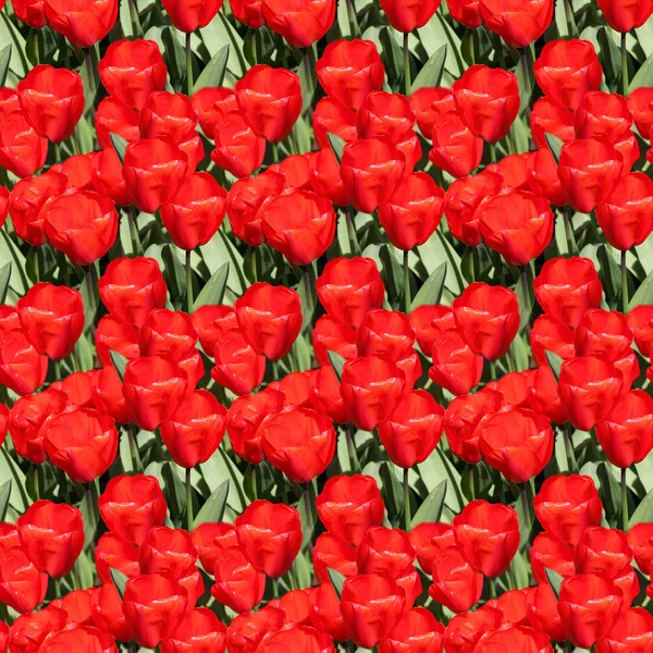 Modèle de tulipes rouges — Photo