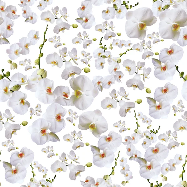Orchid Seamless Pattern — Stock Photo, Image