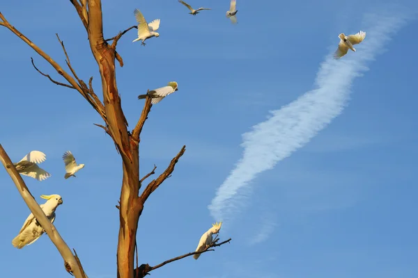 Dead Eucalyptus And Lively Birds — Stock Photo, Image