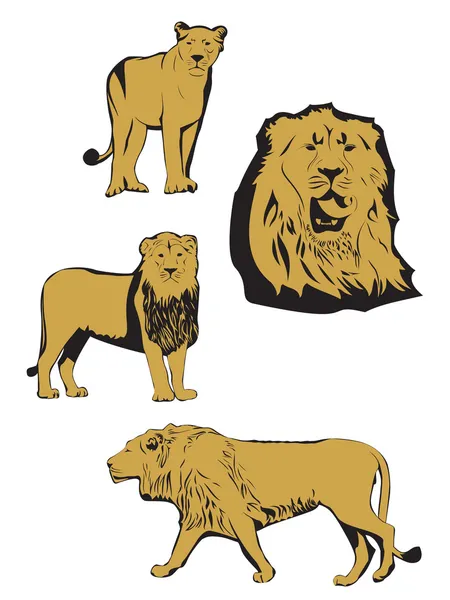 Ázsiai oroszlán illusztráció — Stock Vector