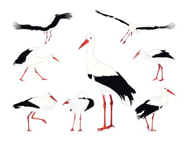 Stork collection clipart
