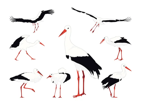 Stork collection — Stock Vector