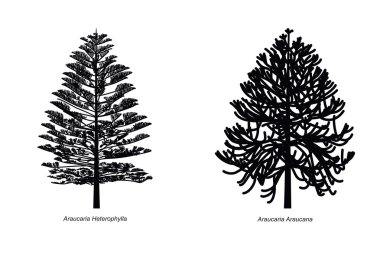 Araucaria clipart