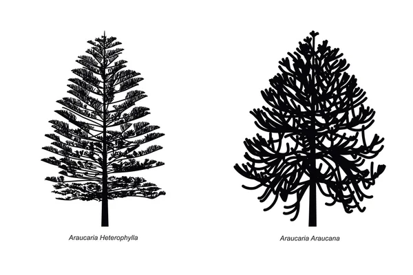 Araucaria — Image vectorielle