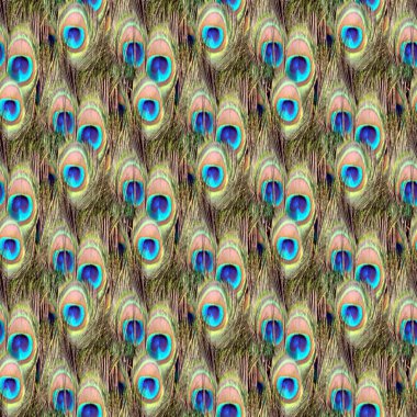 Peacock pattern clipart