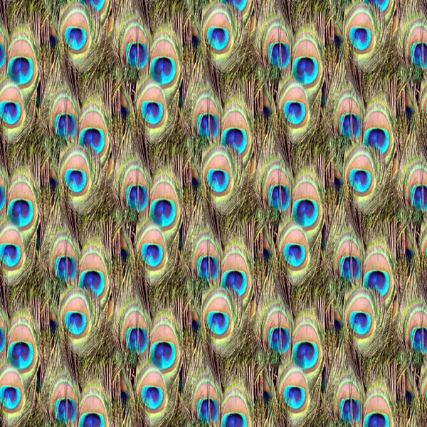 stock image Peacock pattern