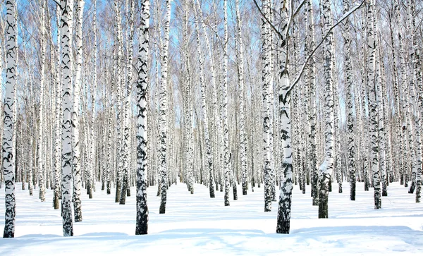 美しい白樺林で 4 月の青い空 — ストック写真