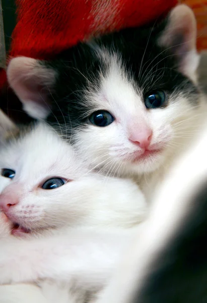 Two funny kittens in game — Stock Photo, Image