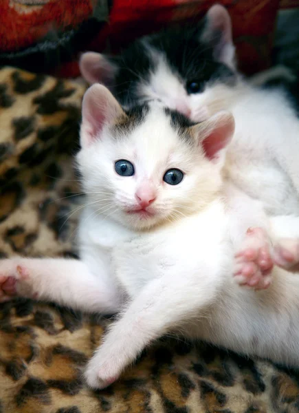 Weißes lustiges Kätzchen mit blauen Augen — Stockfoto