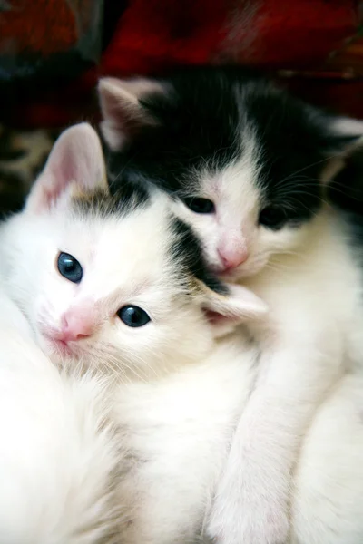 Two sisters funny kittens — Stock Photo, Image