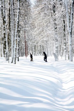 Huş Grove Nisan hava bahar