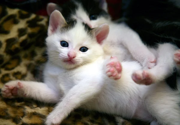 Beau chaton blanc — Photo