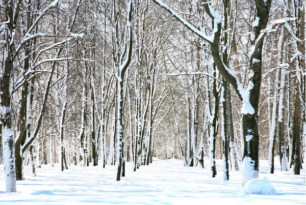 Parque com neve em árvores em abril — Fotografia de Stock